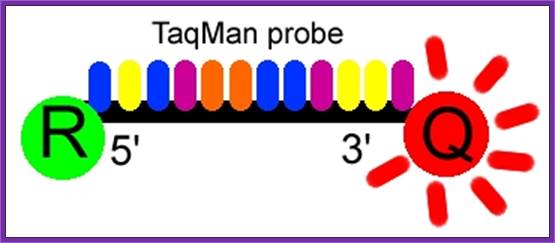 DNA修饰标记探针合成